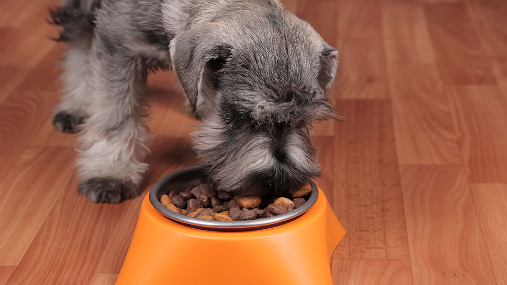 Schnauzer puppy dog eating dry food from bowl.